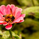 Krásná a zdravá díky medu